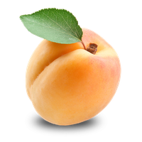 Immagine Albicocco