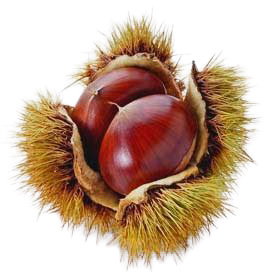Immagine Castagno