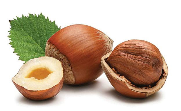 Immagine Nocciolo